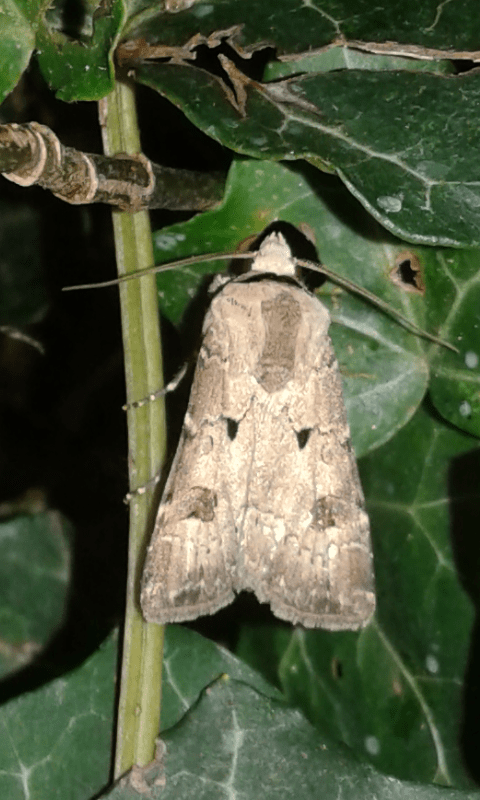 Agrotis exclamationis (Noctuidae)?